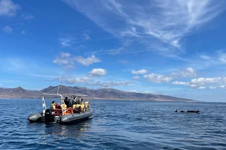 Excursión de 2h para ver delfines y ballenas + snorkelling