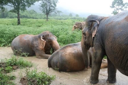 Elephant Nature Care, das größte Elefantenschutzgebiet auf Koh Samui