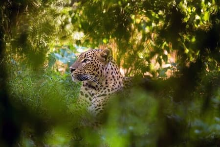 Wilpattu National Park Jeep Safari from Negombo / Waikkal (All Inclusive)