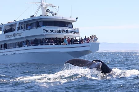 Monterey Whale Watching Tour
