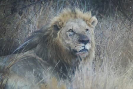 Private Pilanesberg National Park Safari, BIG 5 volledige dag