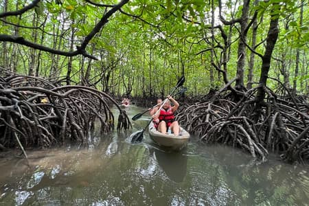 Caiaque de meio dia em manguezais em Langkawi