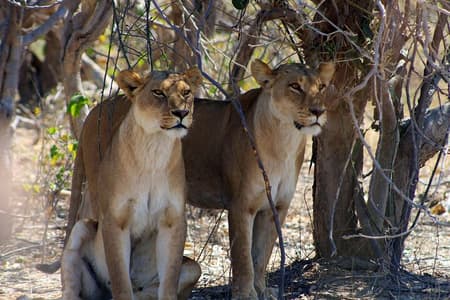 7 giorni Moremi Delizia dell'Okavango
