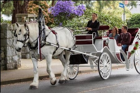 Central Park and NYC Private Horse Carriage Ride