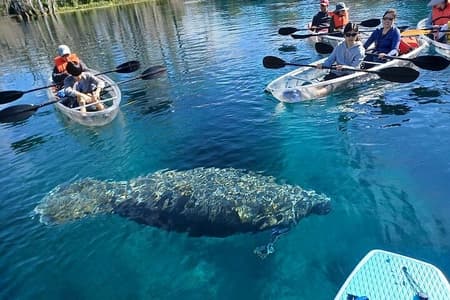 Duidelijk kajak- of paddleboard-manatee-avontuur