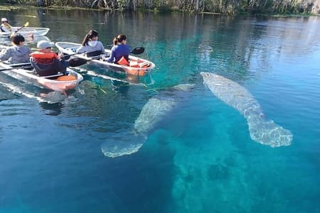 Duidelijk kajak- of paddleboard-manatee-avontuur