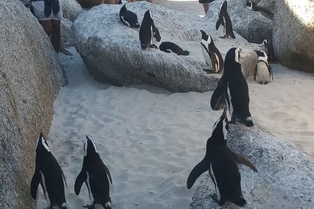 Kleingruppentour zum Kap der Guten Hoffnung und Boulders Beach Penguin