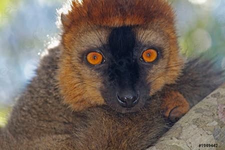 Geführte Tour zum Lokobe-Naturpark