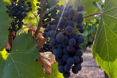 Tour de Bodegas Medio Día