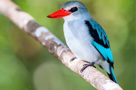 Private Maputo-Nationalpark-Safari-Tagestour mit Abholung