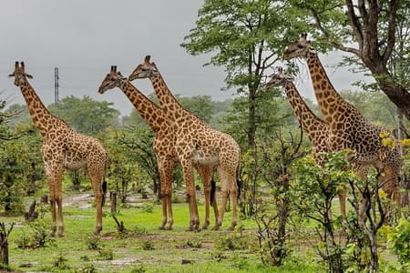 Tala Game Reserve Safari and Durban City Tour