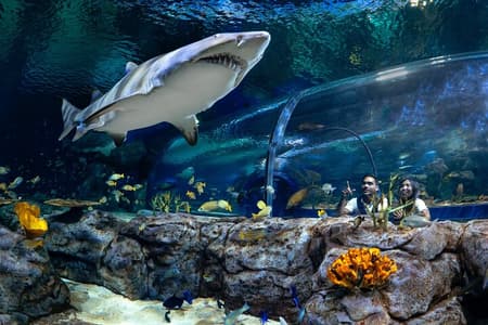  Ingresso para o maior Oceanário das Ilhas Mascarenhas