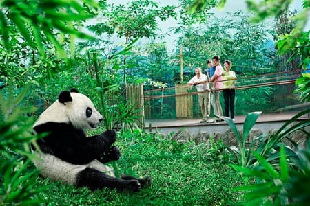 Singapore Zoo & Night Safari Day ( Tickets & Transfer )