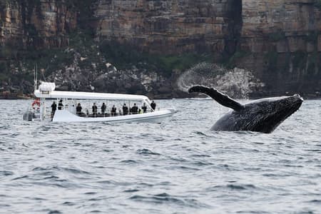 Whale Watching in Sydney mit dem Schnellboot