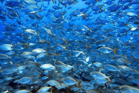 Snorkelling Trip at Ponta de São Lourenço Protected Area