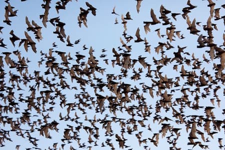 Battambang Tuk Tuk tour: Bambootrain, Doden & vleermuisgrotten,Zonsondergang 