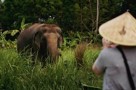 Half Day Elephant Home Sanctuary in Samui