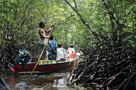 Mangrove Tour at Nusa Lembongan : Kayak, Paddle and Boat