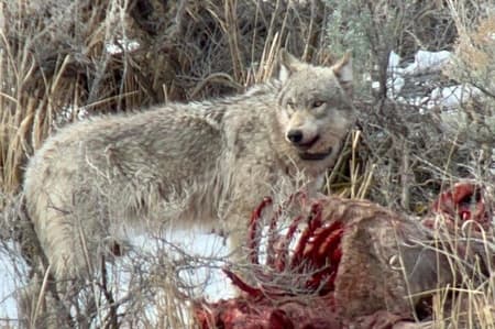 Safari de invierno privado/VIP de vida silvestre de Yellowstone