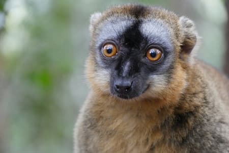 Halbtägige private Tour im Lemur's Park