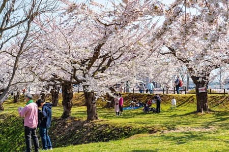 Esperienza privata di 4 ore sulla fioritura dei ciliegi "Sakura" a Nagasaki