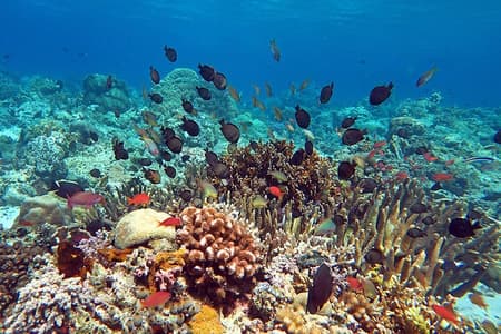 Nusa Penida Snorkeling with Manta Bay & Island Tour