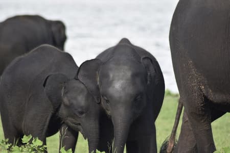 Privé jeepsafari in Minneriya National Park - Tour van een halve dag