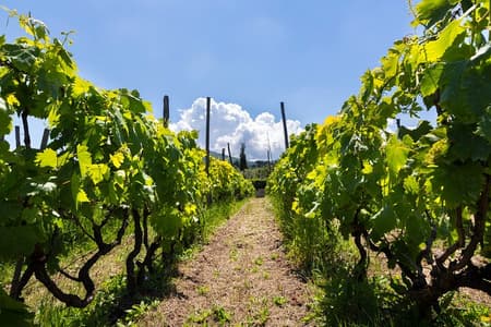 Esperienza di degustazione guidata di vini in un vigneto romano