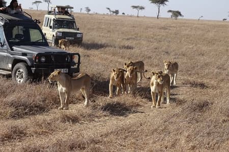 Private game drive safari Tour in Maasai Mara