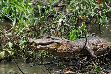 Tour dei canali del Parco Nazionale Tortuguero in canoa