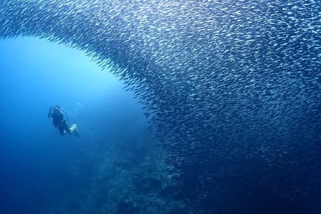 Cebu: Scuba Diving Experience beach entry in Mactan