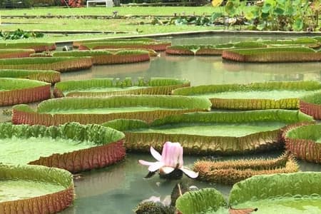 Visite privée flexible d'une journée complète sur l'île de Penang avec prise en charge