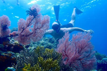 Snorkelen op het eiland Menjangan met ophalen en lunch