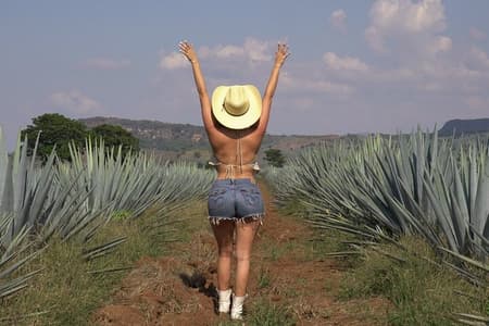 Excursion d'une journée complète à Tequila et Amatitán avec divertissement et culture