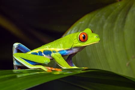 Night tour through the Tropical Forest at Tifakara