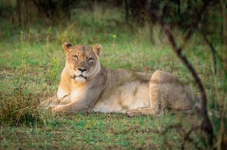 Half-day Safari Experience in Dinokeng