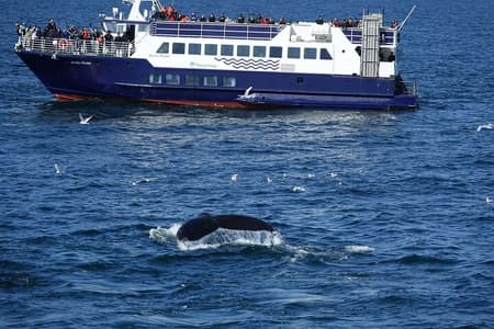 Whale Watching en Marine Life Tour in Reykjavik