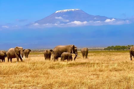 Excursão de um dia ao Parque Nacional Amboseli e Masai Village Tour