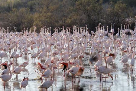 Desde Valencia un paseo en Barca en la Albufera