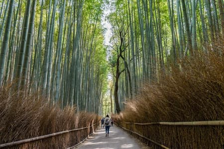 Templos ocultos en Kioto un tour zen autoguiado