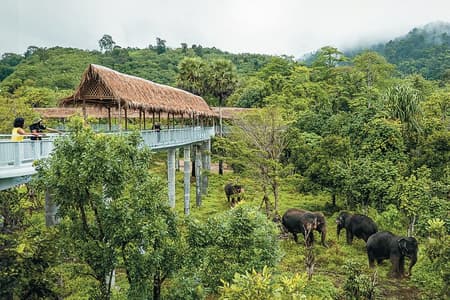Phuket Elephant Sanctuary Canopy Walkway Tour