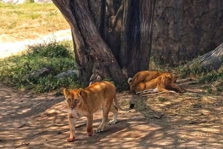 6 giorni Tarangire Ngorongoro Crater e Parco Nazionale del Serengeti