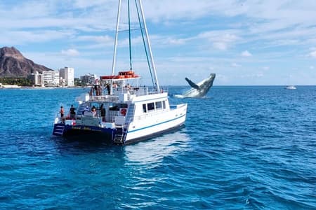 2 Hour Waikiki Whale Watching Cruise from Oahu