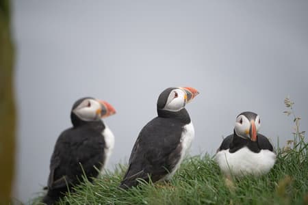 Mykines Private Hike and Tour Adventure