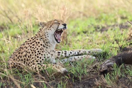 3 Days Maasai mara Private safari