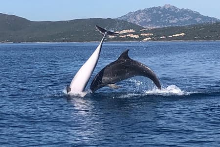 Dolphin Watching Tour - from Golfo Aranci