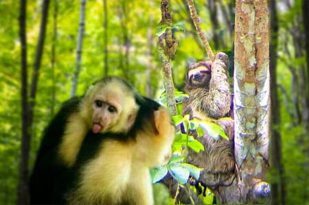 Monkey and Sloth Jungle Habitat Panama Tour 