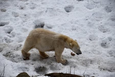 Ranua Arctic Wildlife : entree, rondreis & lunchbuffet