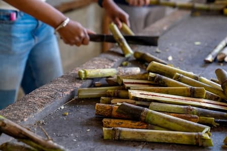 Kleine groepsreis naar het olifantenreservaat in Phuket
