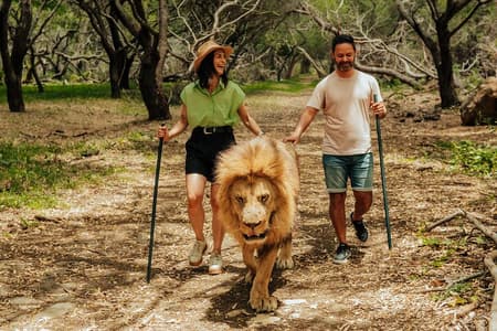 Casela - Walk With Lions